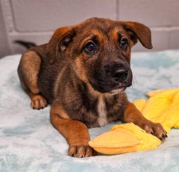 Rainer -  Shepherd Dog for Adoption in Gainesville, Texas - Rainer | PetCurious