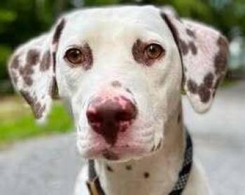 Pixel Bytes -  Dalmatian Dog for Adoption in Waunakee, Wisconsin - Pixel Bytes | PetCurious