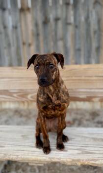 Terrier and Mixed Breed Dogs Available for Adoption in Muskegon, Michigan - Tara | PetCurious