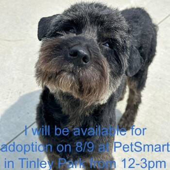 Milo -  Poodle and Mixed Breed Dog for Adoption in Matteson, Illinois - Milo | PetCurious