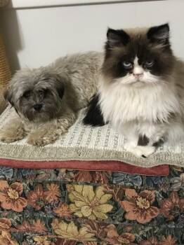 Poodle and Shih Tzu Dogs Available for Adoption in Plymouth, Michigan - Benny (255) | PetCurious