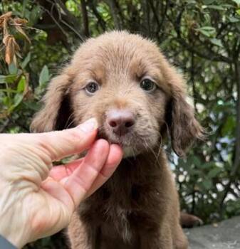 Baby Zen -  Labrador Retriever and Labradoodle Dog for Adoption in Washington, District Of Columbia - Baby Zen | PetCurious