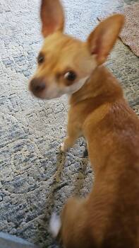 Oliver -  Chihuahua Dog for Adoption in Sanford, North Carolina - Oliver | PetCurious