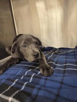 Labrador Retriever and Mixed Breed Dogs Available for Adoption in Westland, Michigan - Sybil | PetCurious