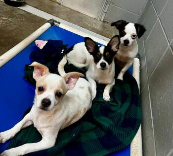 Kung Pao -  Chihuahua Dog for Adoption in Clinton, South Carolina - Kung Pao | PetCurious