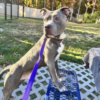 Rescue Pit Bull Terrier Dogs for Adoption in New Castle, Delaware - Tobias | PetCurious