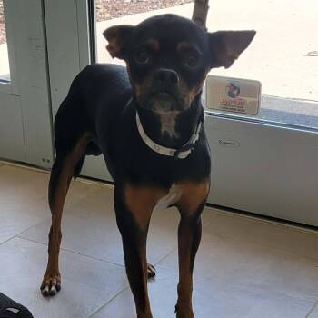 Romeo -  Miniature Pinscher and Chihuahua Dog for Adoption in Tylertown, Mississippi - Romeo | PetCurious