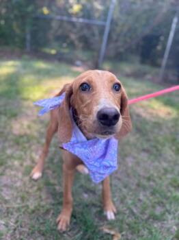 MAGNOLIA -  Hound Dog for Adoption in Holbrook, New York - MAGNOLIA | PetCurious