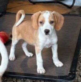 Sandi -  Mixed Breed Dog for Adoption in West Chester, Pennsylvania - Sandi | PetCurious