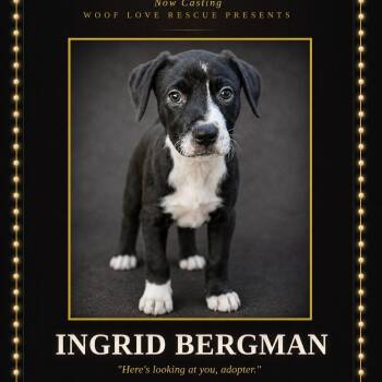 Ingrid Bergman -  Labrador Retriever Dog for Adoption in Collingswood, New Jersey - Ingrid Bergman | PetCurious