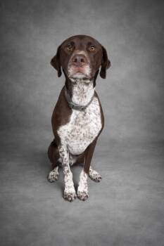 German Shorthaired Pointer Dogs Available for Adoption - Hans | PetCurious
