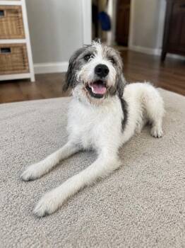 CORKY -  Standard Poodle Dog for Adoption in Franklin, Tennessee - CORKY | PetCurious
