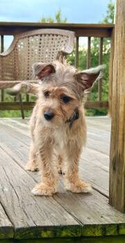 Troy -  Yorkshire Terrier and Cairn Terrier Dog for Adoption in Weare, New Hampshire - Troy | PetCurious