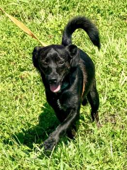 Noah -  Chihuahua and Mixed Breed Dog for Adoption in Cape Coral, Florida - Noah | PetCurious