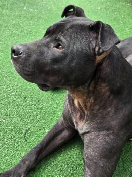 Pit Bull Terrier and Labrador Retriever Dogs Available for Adoption in Circleville, Ohio - Finn | PetCurious