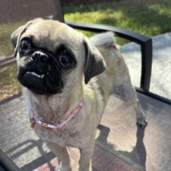 Ada -  Pug Dog for Adoption in Alvin, Texas - Ada | PetCurious