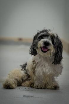 Rescue Havanese Dogs for Adoption in Greenville, South Carolina - Burt And Ernie Bonded Pair | PetCurious