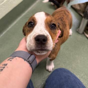 Mixed Breed Dogs Available for Adoption in West Palm Beach, Florida - Gina | PetCurious
