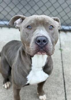 Thymos -  Pit Bull Terrier Dog for Adoption in Chicago, Illinois - Thymos | PetCurious