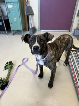 Pit Bull Terrier and Mixed Breed Dogs Available for Adoption - PAISLEY* | PetCurious