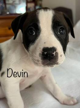 Mixed Breed Dogs Available for Adoption - Devin | PetCurious