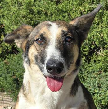 Rescue Mcnab Dogs for Adoption in North Valley, New Mexico - Scintillating Ms Shadeen ~ Magical McNab ! | PetCurious