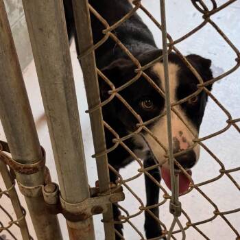 Crush -  Border Collie Dog for Adoption in East Hanover, New Jersey - Crush | PetCurious