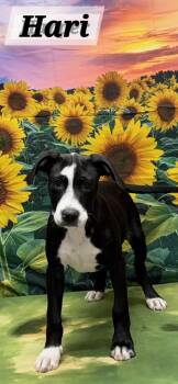 Hari -  Pit Bull Terrier Dog for Adoption in Urbana, Ohio - Hari | PetCurious
