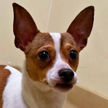 Chihuahua Dogs Available for Adoption in Walnut Creek, California - Station Wagon | PetCurious