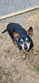 Frankie -  Miniature Pinscher Dog for Adoption in Lexington, Kentucky - Frankie | PetCurious