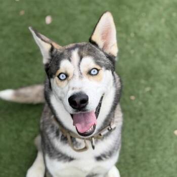 Ranger -  Siberian Husky Dog for Adoption in Sacramento, California - Ranger | PetCurious