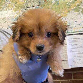 Milo -  Terrier Dog for Adoption in Birmingham, Alabama - Milo | PetCurious