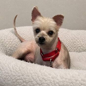 Bentley -  Maltese and Yorkshire Terrier Dog for Adoption in Lakewood Ranch, Florida - Bentley | PetCurious