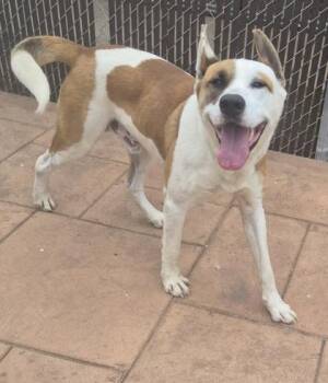 Akita and Mixed Breed Dogs Available for Adoption in Shreveport, Louisiana - Jack Jack | PetCurious