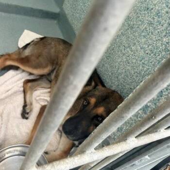 Oso -  Shepherd and Mixed Breed Dog for Adoption in Long Beach, California - Oso | PetCurious
