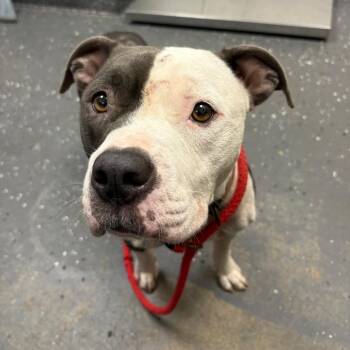 Lucy Goosey -  Mixed Breed Dog for Adoption in Columbiana, Alabama - Lucy Goosey | PetCurious