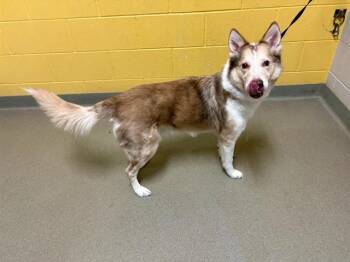 DEAN -  Siberian Husky and Mixed Breed Dog for Adoption in Colorado Springs, Colorado - DEAN | PetCurious