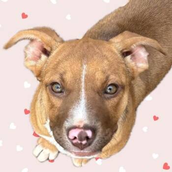 Pit Bull Terrier Dogs Available for Adoption - Delaney | PetCurious