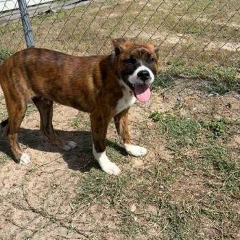 Hound Dogs Available for Adoption in Valdosta, Georgia - Murphy | PetCurious
