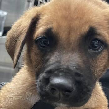 Mixed Breed Dogs Available for Adoption - Maple | PetCurious