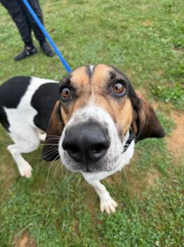 Boone -  Hound Dog for Adoption in Pierceton, Indiana - Boone | PetCurious