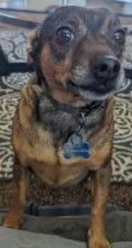 Chihuahua and Miniature Pinscher Dogs Available for Adoption - Chase.. | PetCurious