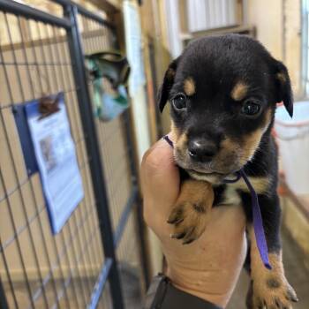 Pebbles -  Mixed Breed Dog for Adoption in Ruston, Louisiana - Pebbles | PetCurious