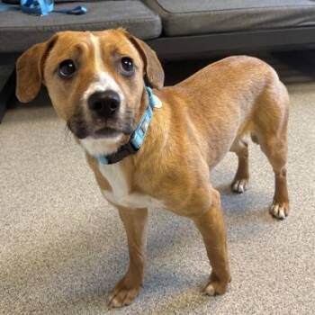 Mixed Breed Dogs Available for Adoption in Lansing, Michigan - Gretel | PetCurious