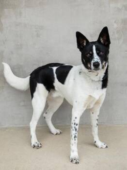 Mixed Breed Dogs Available for Adoption in Longmont, Colorado - Milo | PetCurious