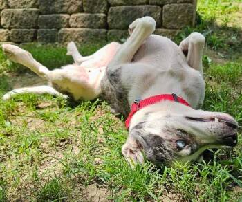 Ladybug -  Australian Shepherd and Catahoula Leopard Dog Dog for Adoption in Troy, Illinois - Ladybug | PetCurious