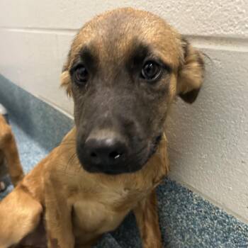 Red Fish -  Pit Bull Terrier and Labrador Retriever Dog for Adoption in Greensboro, North Carolina - Red Fish | PetCurious