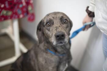 Catahoula Leopard Dog and Mountain Cur Dogs Available for Adoption in Mountain Home, Arkansas - Mobius | PetCurious