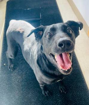 Rescue Labrador Retriever Dogs for Adoption in Green River, Wyoming - Koda | PetCurious