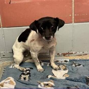 Chihuahua Dogs Available for Adoption - Margo | PetCurious